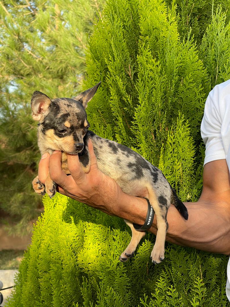 مولد نژاد چی واوا ماربل